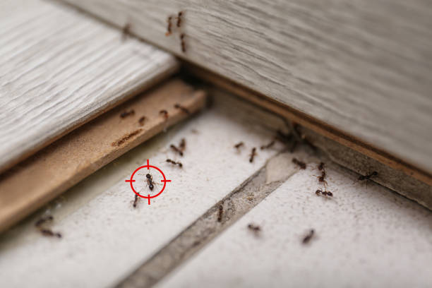 Best Pest Removal Services  in Kenedy, TX